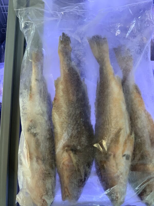 Frozen Yellow Croaker Medium