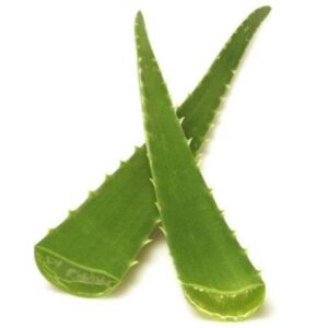 Aloe Vera Leaf