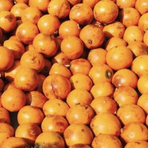 Agbalumo (Udara or African Cherry/Star Apple)