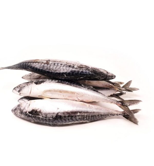 Frozen Mackerel Fish 300-500 4kg