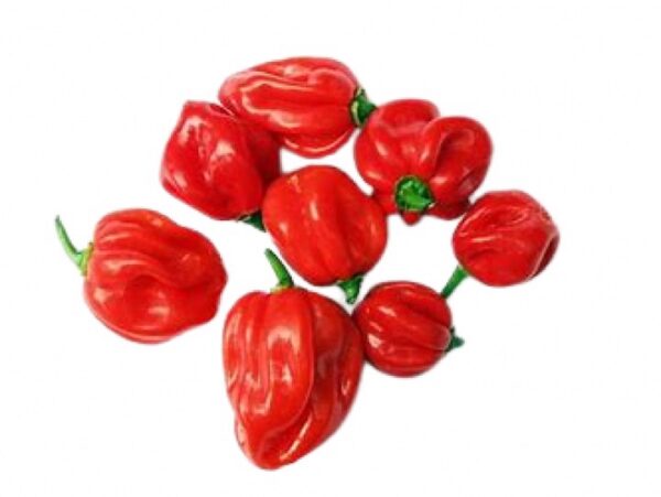 Fresh Scotch Bonnet (Hot Pepper)