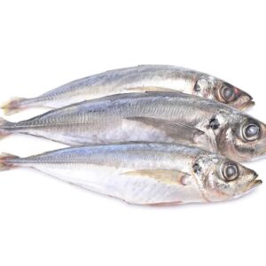 Frozen Horse Mackerel (Kote)
