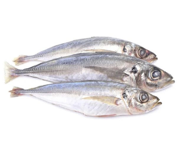 Frozen Horse Mackerel (Kote)