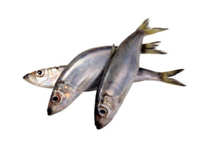 Herring (Shawa) Fish