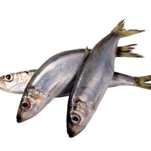 Herring (Shawa) Fish